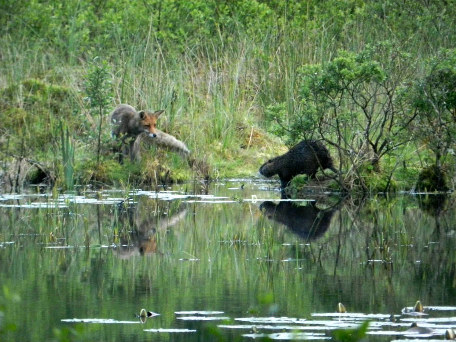 Natur am Neudahner Weiher